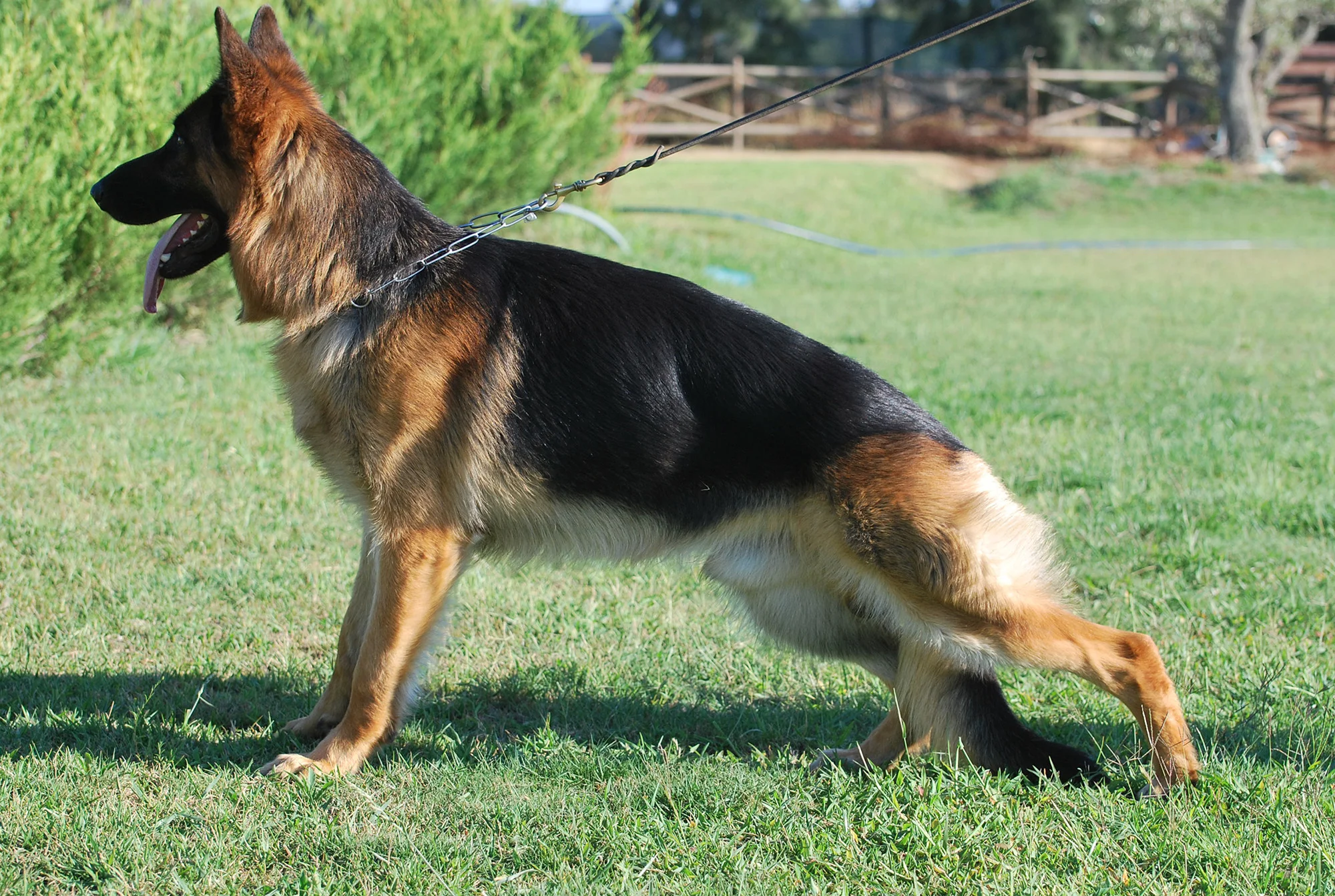 Átila do Pastor do Sul