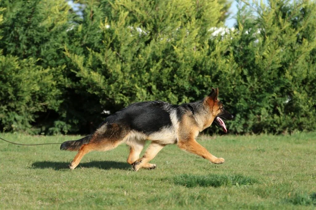 Barbie do Pastor do Sul