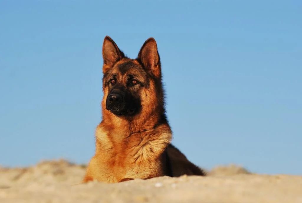 Slash Aus Der Brunnenstrasse