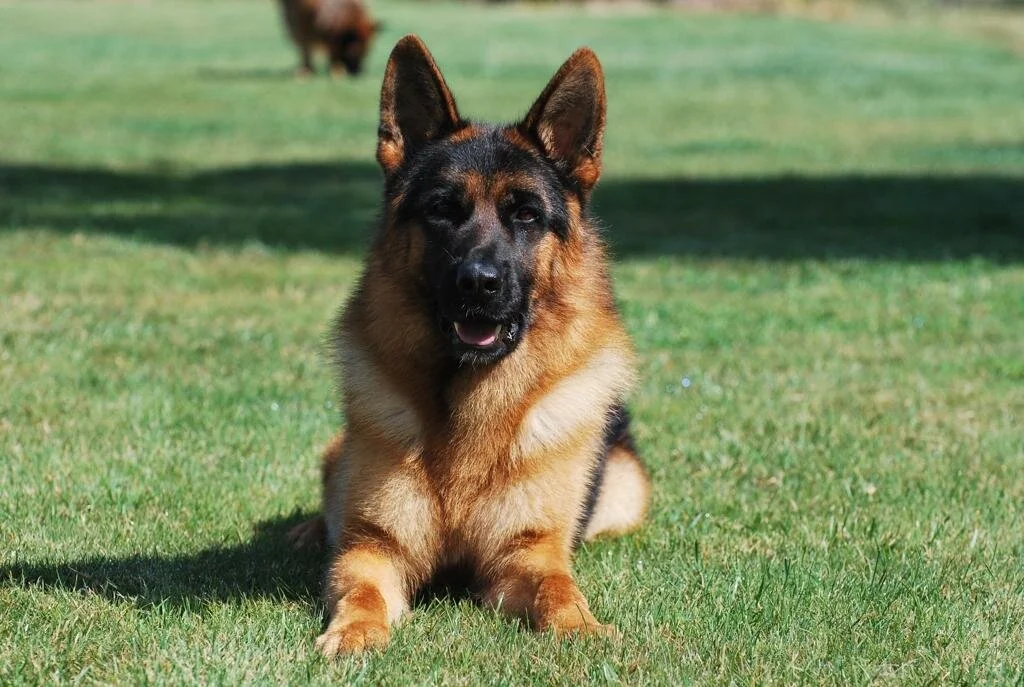 Uros da Quinta do Ribeiro